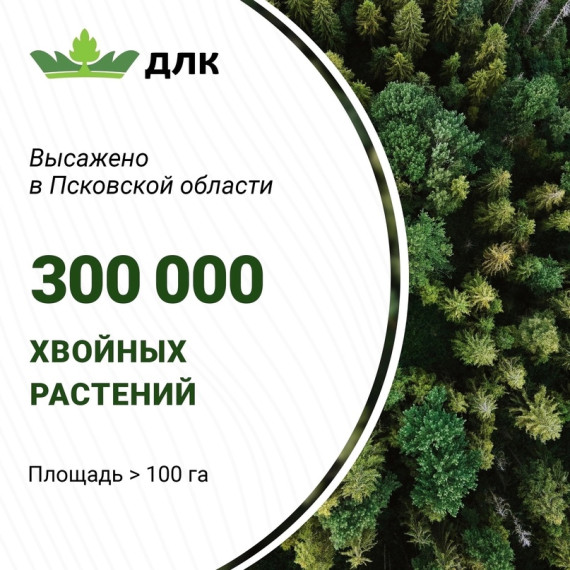 Генеральный директор «Дедовичской Лесной Компании» Олег Малышев — о лесовостановительных работах в районе..