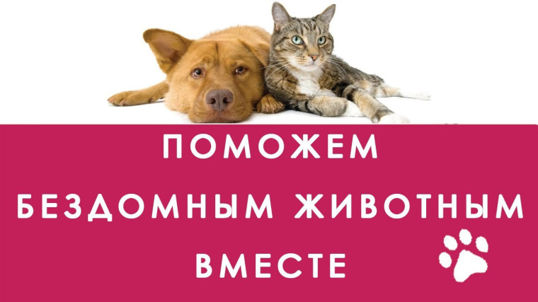 Благотворительная акция «Помоги бездомным животным перезимовать». Благотворительная акция «Помоги бездомным животным перезимовать».